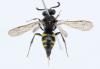 Nysson trimaculatus
